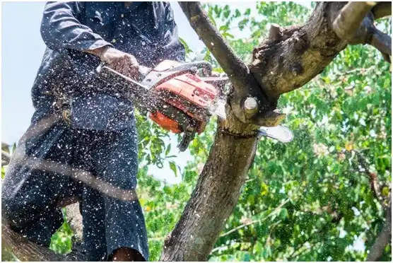 tree services East Bank